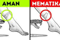 Gejala menyakitkan atau tidak nyaman terbaru
